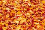 Como vivir mejor el otoño 